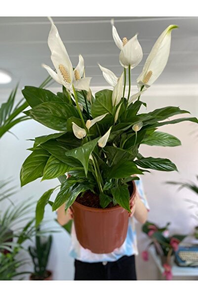 NİLAY FLOWERS Barış Çiçeği Bol Çiçekli 70-80 Cm Saksı Çapı 24 Cm Xl