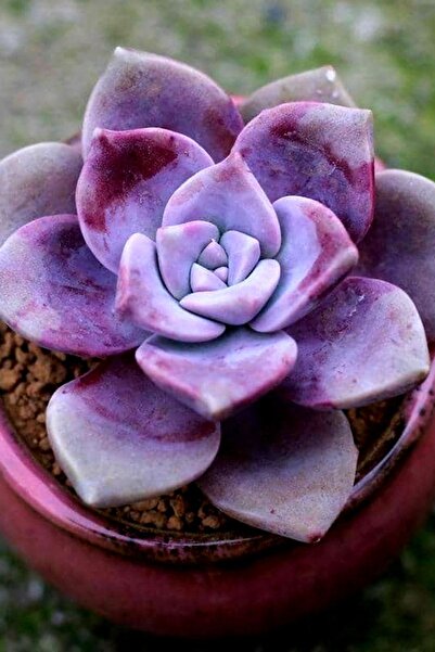 ÇİÇEKFLİX New Süperbum Renk Değiştiren Kaktüs Sukulent 5.5cm