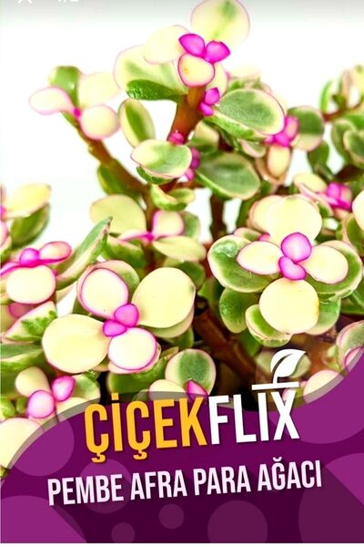 ÇİÇEKFLİX Afraa Pembe Çiçek Açan Cins Mini Boy /şuan Çiçeksizdir