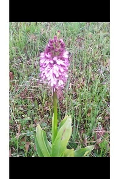 Lider Salep Doğal Salep Fidesi Yumrusu (50 ADET) Gıda Amaçlı