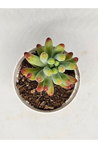 DOĞA BAHÇESİ Sedum Pachyphyllum Sukulent 5,5cm Saksılı