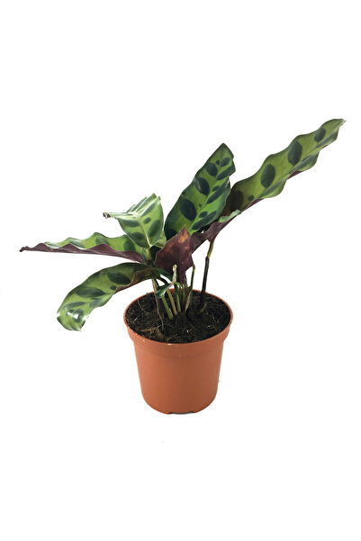 Betonish Calathea Lancifolia (Dua Çiçeği)
