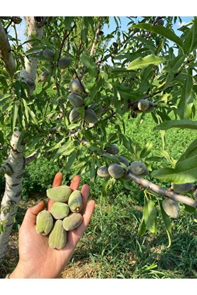 Genel Markalar 1000 gr Dalından Yeşil Kabuklu Çiğ Badem Günlük Toplanmaktadır...