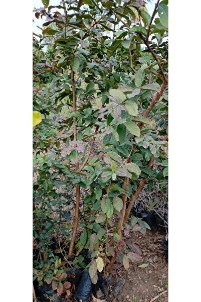 AYDOĞDU Tüplü guava fidanı 1.5/2 metre