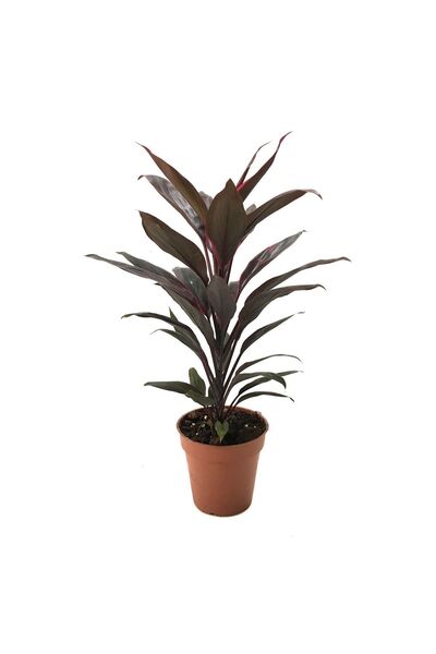 Betonish Cordyline 'rumba' (KORDİLİN ÇİÇEĞİ)