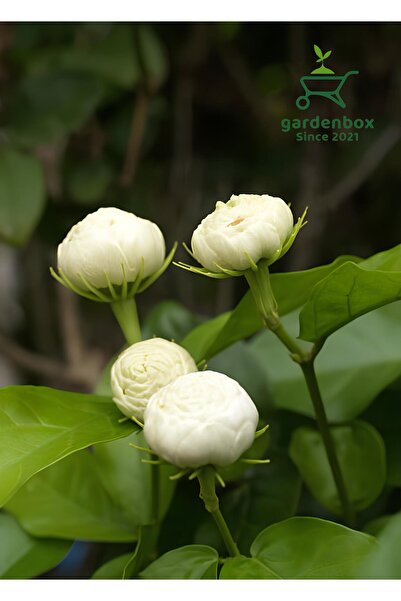Gardenbox Mis Kokulu Katlı Ful Yasemin Çiçeği 1 ADET Saksılı 40-60Cm(Jasminum...