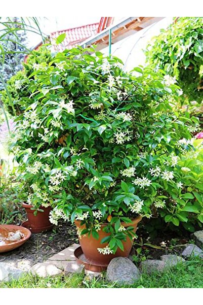 Gardenbox Kokulu Arap Yasemin Çiçeği 1 ADET Saksılı/Tüplü 30-60Cm