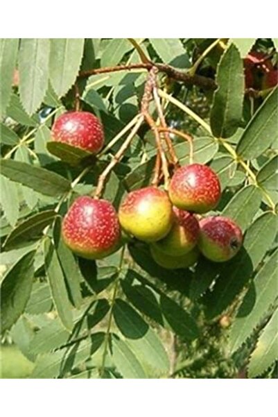 Önderler Üvez (hövez) Fidanı Tüplü
