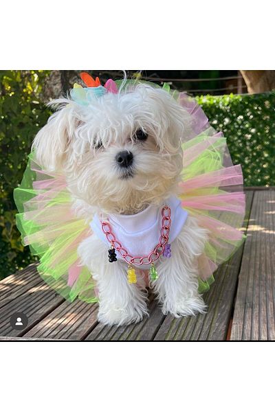 Barneystore Cat Dog Gelibon Necklace Tutu Dress