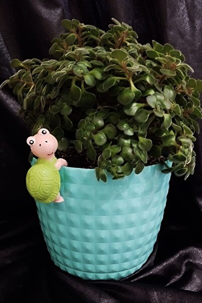 1 Pc Turtle Special Painted Terrarium Object Potted Ornament Decorative Object