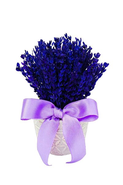 çiçekseli Lavanta Breeze Mini Papatya Desenli Beton Saksıda Kurutulmuş Mor La...