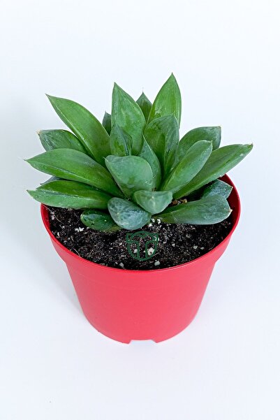 Toptan Kaktüs Haworthia Cuspidata yıldız sukulent star window yeşil gül 8.5 cm kırmızı saksıda