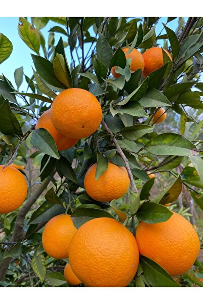 ANAMURMEYVECİM Washington Portakal 2 Kg