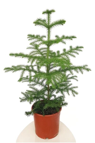 Genel Markalar Yılbaşı Ağacı Heterophylla Arokarya Araucaria 60-70 Cm Ev Ofis Bitkisi Salon Çamı