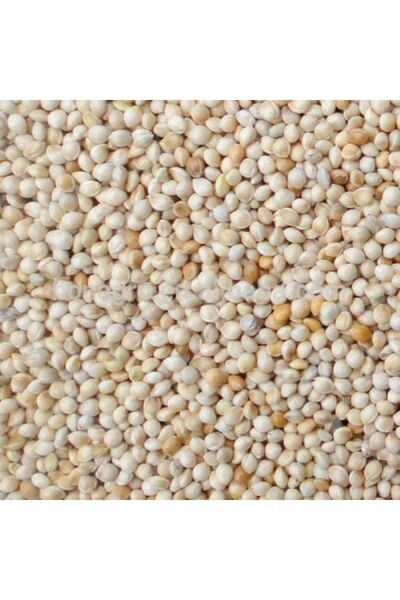 ŞAMPİYON Ak (BEYAZ) Darı 10 Kg Kuş Yemi