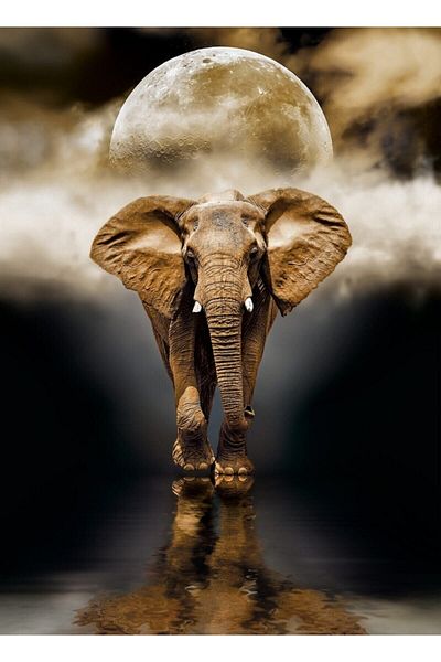 CLEMENTONI 1000 Piece Elefant Puzzle