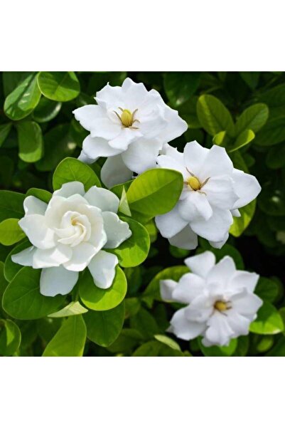 HOBİ VE BAHÇE Gardenya Çiçeği-gardenia Jasminoides- Köklü,kendi Bitkini Yetiştir