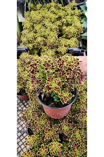 Ravza Çiçekçilik Yaprak Güzeli Minik Yapraklı (13 Cm Saksıda ) Dolgun Ve Formlu