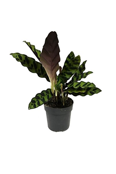 Betonish Calathea Lancifolia (DUA ÇİÇEĞİ)