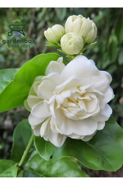 Gardenbox Katmerli Yoğun Kokulu Yasemin Çiçeği 1 ADET Saksılı 30-60Cm Bahçe B...