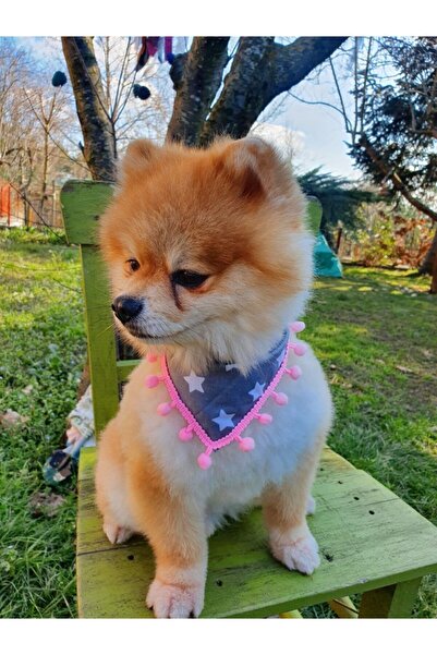 Loyal Friend Store Yıldızlı Köpek Fuları (20-30 Cm)