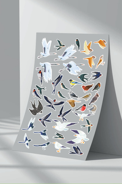 Sticker Market Set de autocolante pentru păsări - Pachet de 1