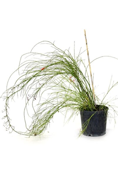 YAĞMUR BOTANİK Mercan Çiçeği Saksılı 20 Cm