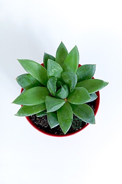 Toptan Kaktüs Haworthia Cuspidata yıldız sukulent star window yeşil gül 8.5 cm kırmızı saksıda