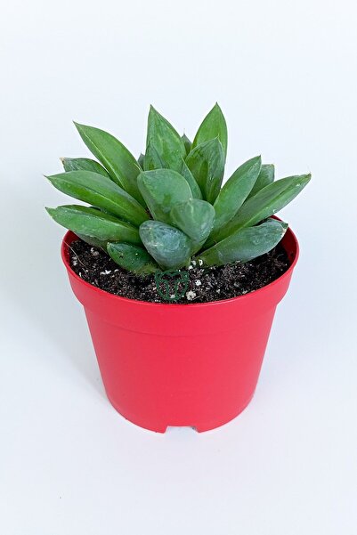 Toptan Kaktüs Haworthia Cuspidata yıldız sukulent star window yeşil gül 8.5 cm kırmızı saksıda