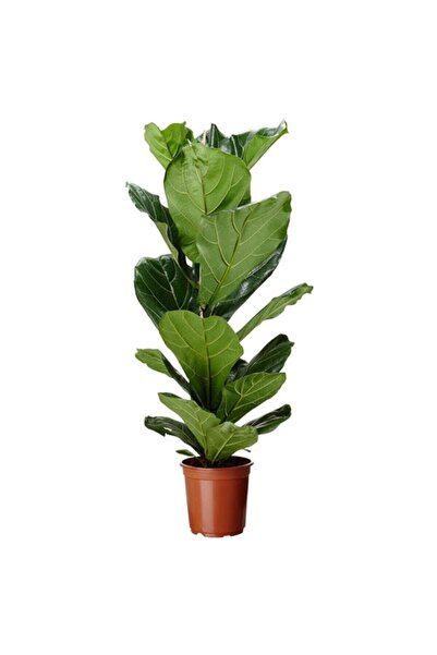 Ficus Lyrata Bambino Plant 40 - 50 cm
