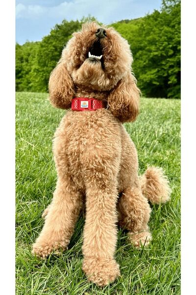 JesPawty Kırmızı Çizgili Boyun Tasması