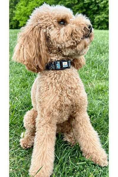 JesPawty Black Patterned Collar