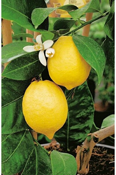 dalından tazecik 2 kg Taze Limon