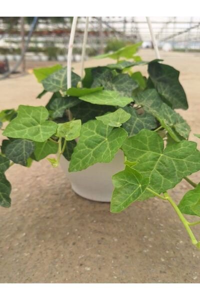 Gardenbox Yeşil Hedera Helix Ağaç Sarmaşığı 1 ADET Saksılı 20-40Cm