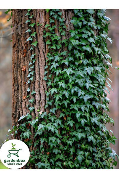 Gardenbox Yeşil Hedera Helix Ağaç Sarmaşığı 1 ADET Saksılı 20-40Cm