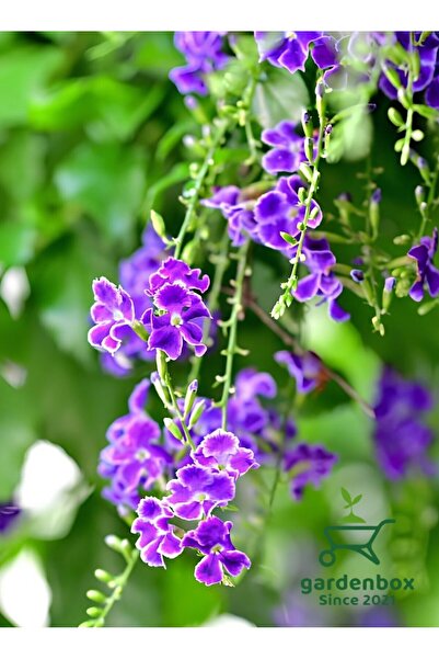 Gardenbox Mor Ağaç Menekşesi Duranda 1 ADET Saksılı 40-60Cm (Purple Duranta)