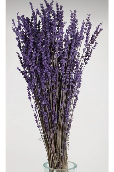 EFİRAZ Şoklanmış Dökülmeyen Gerçek Lavanta