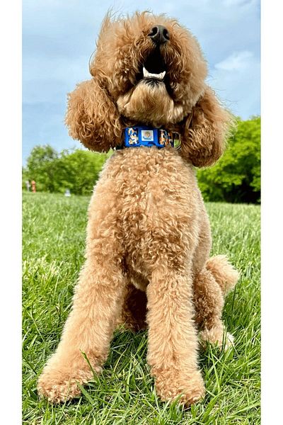 JesPawty Colorful Patterned Neck Collar