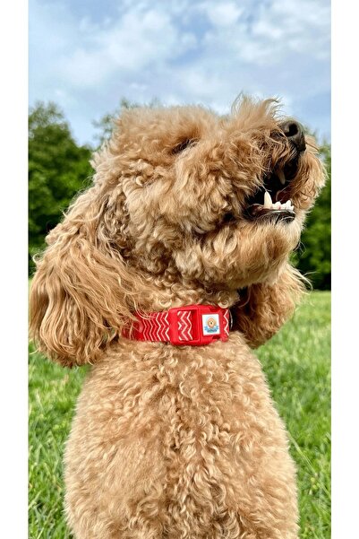 JesPawty Kırmızı Çizgili Boyun Tasması