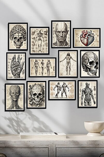 Tontilika İnsan Anatomisi ve İskelet Tablo Seti - 12 Parçalık Koleksiyon