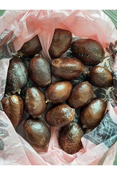 Ege Pazarından 1 Adet Mekke Cevizi (ADEM ELMASI, DOUM MEYVESİ) 1 Adet