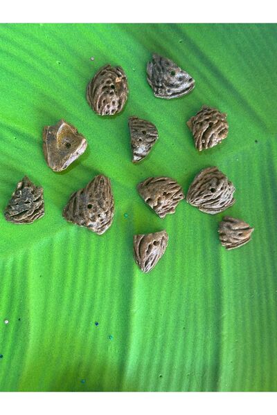 Gönülden Tasarım 3x4 cm lakirane i perforisane perle od orahovog ljuštenja - ...