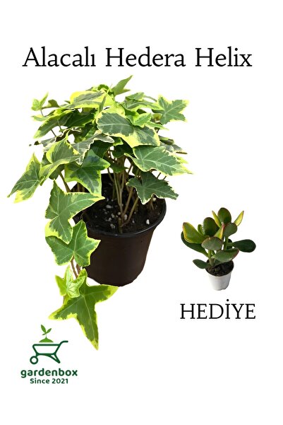 Gardenbox Alacalı Hedera Helix Duvar Ağaç Sarmaşığı 1 ADET Saksılı 20-40cm+Pa...