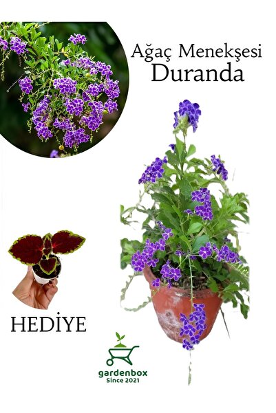 Gardenbox Duranda Ağaç Menekşesi Çiçeği 1 ADET Saksılı 30-60Cm+Yaprak Güzeli