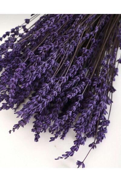 EFİRAZ Şoklanmış Dökülmeyen Gerçek Lavanta