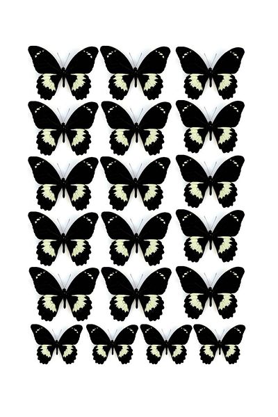 Atölye7Tasarım A4 Ornamental Cake - Edible Paper Print, Black Butterflies Pattern