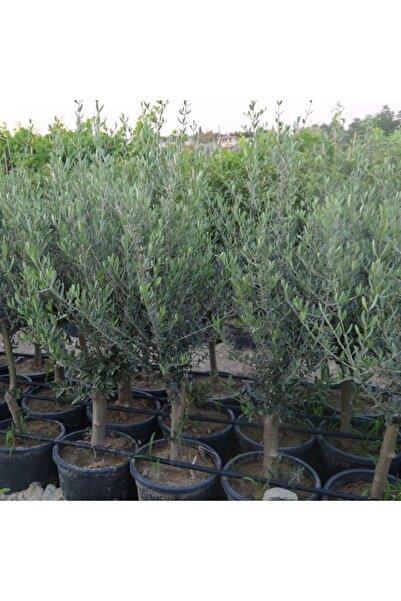 ASES Saksıda Yarı Bodur 7-10 Kutur Gemlik Zeytin Fidanı 4-5 Yaş 50-70 Cm Boy