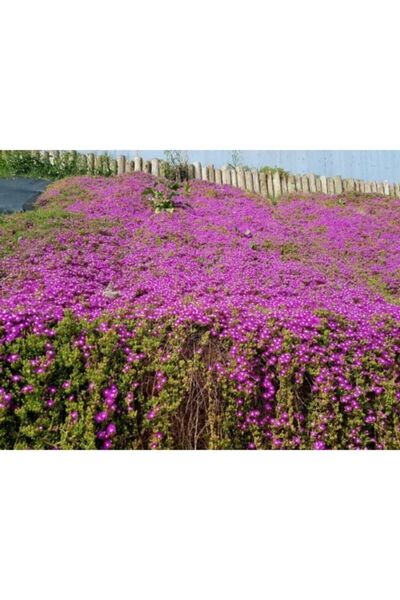 serada decor & plant Videolu 10'lu Acem Halısı Çiçeği Fidesi 5-15 Cm Tüplü Çi...