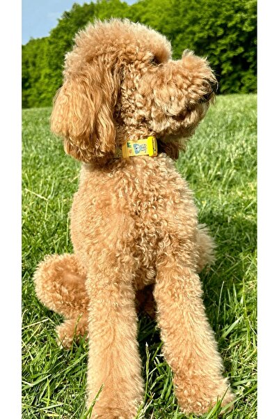 JesPawty Sarı Köpekli Boyun Tasması