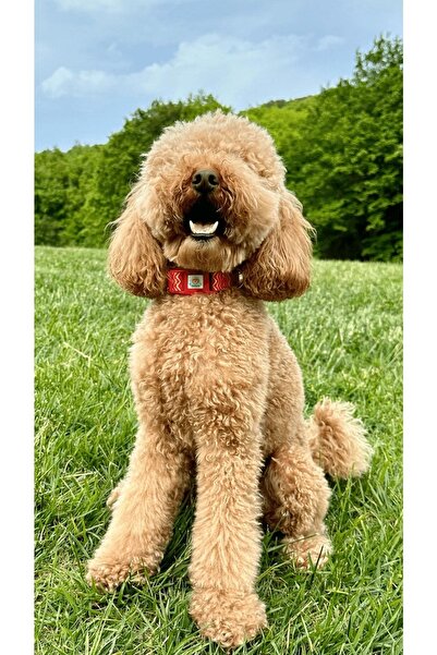 JesPawty Kırmızı Çizgili Boyun Tasması